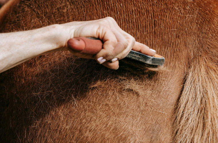 mue cheval ane